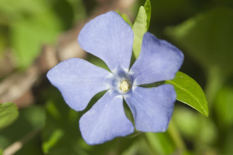 Fiore di vinca minore comune fotografie stock