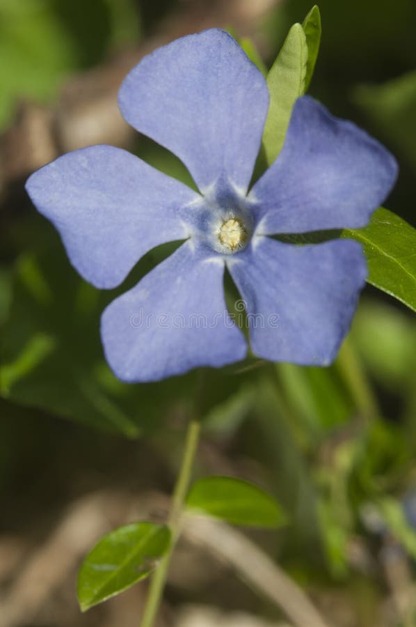 Fiore di vinca minore comune fotografia stock libera da diritti