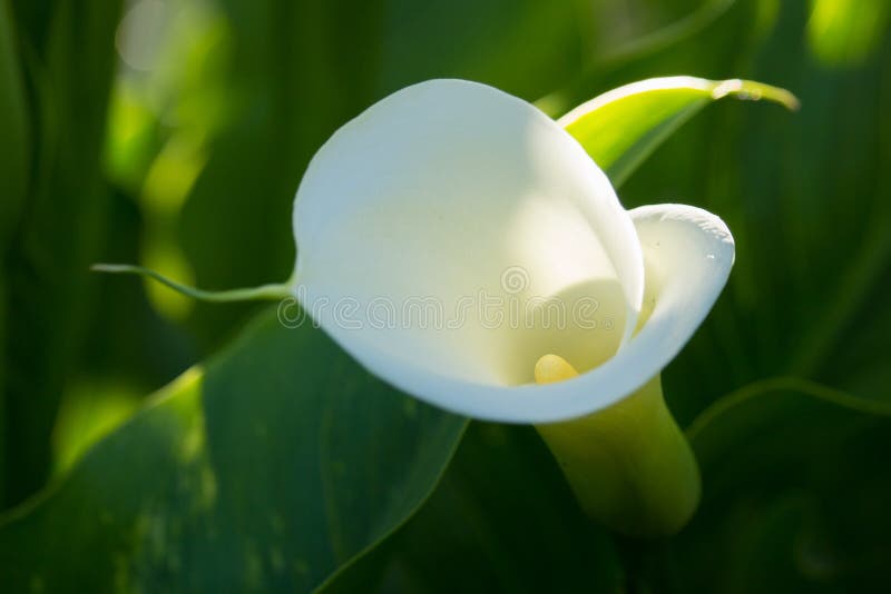 Fiore di zantedeschia fotografie stock Fiore di zantedeschia fotografie stock