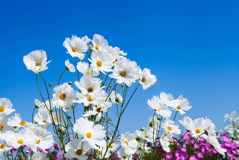 Fiore e cielo blu bianchi dell'universo nel giardino immagine stock Fiore e cielo blu bianchi dell'universo nel giardino immagine stock