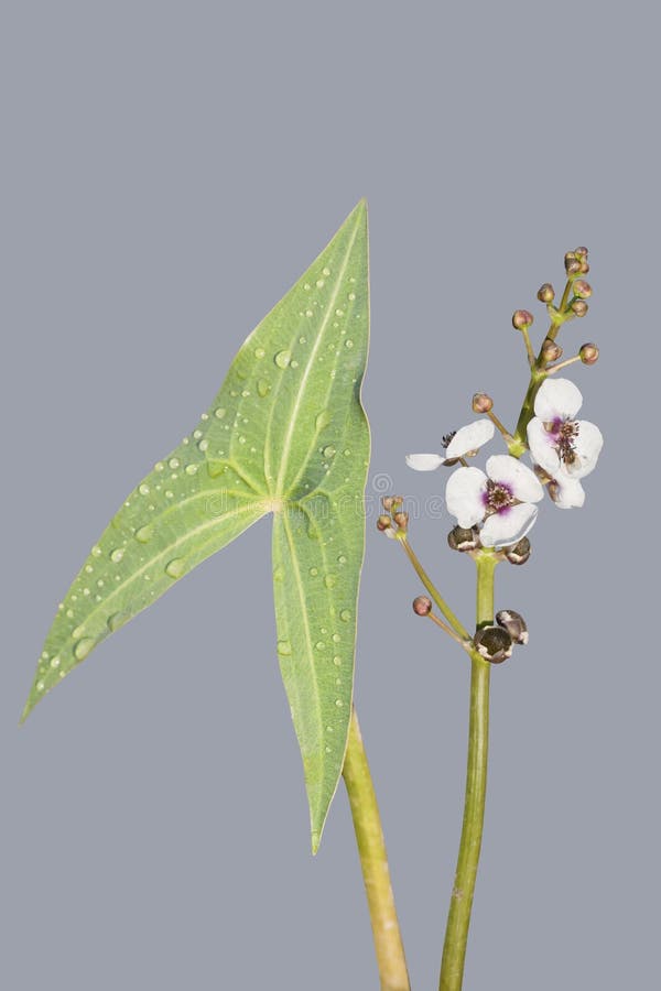 Fiore e foglia della pianta acquatica isolati con il percorso di ... Fiori acquatici nomi