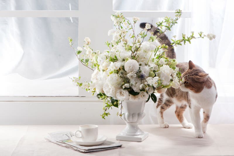 Fiore e gatto di luce solare immagini stock Fiore e gatto di luce solare immagini stock