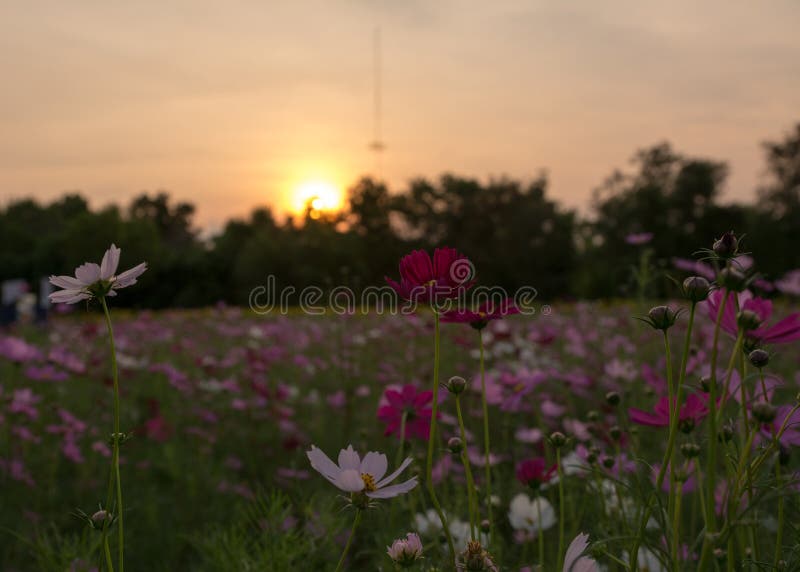 Fiore e tramonto scuro immagine stock libera da diritti Fiore e tramonto scuro immagine stock libera da diritti