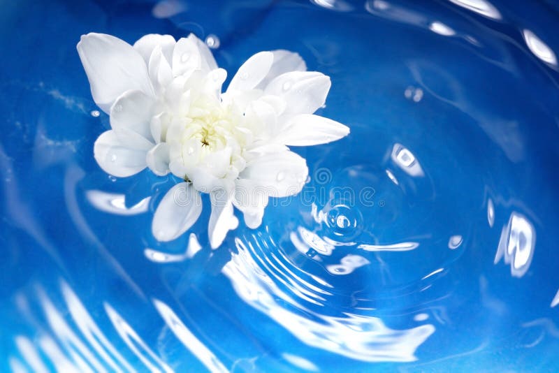 Fiore ed acqua immagine stock Fiore ed acqua immagine stock