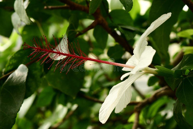 Fiore esotico fotografia stock