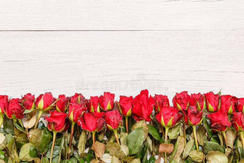 Top view fresh red rose flower on white wooden deck with empty space for design. For love or valentine day concept. Top view fresh red rose flower on white wooden deck with empty space for design. For love or valentine day concept