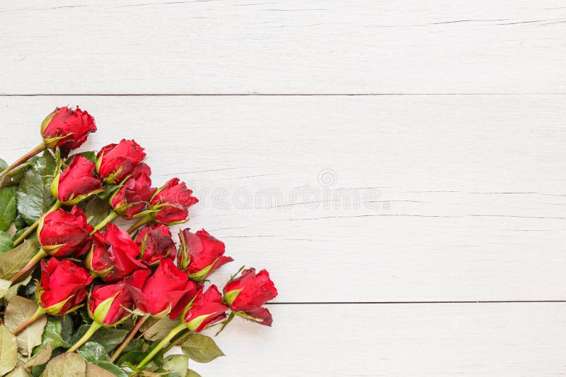 Top view fresh red rose flower on white wooden deck with empty space for design. For love or valentine day concept. Top view fresh red rose flower on white wooden deck with empty space for design. For love or valentine day concept