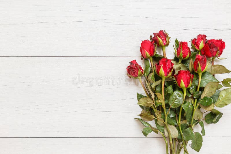 Top view fresh red rose flower on white wooden deck with empty space for design. For love or valentine day concept. Top view fresh red rose flower on white wooden deck with empty space for design. For love or valentine day concept