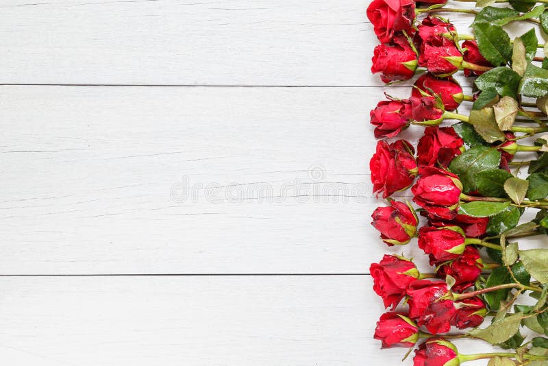 Top view fresh red rose flower on white wooden deck with empty space for design. For love or valentine day concept. Top view fresh red rose flower on white wooden deck with empty space for design. For love or valentine day concept