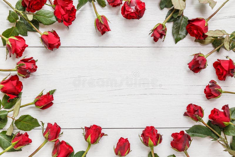 Top view fresh red rose flower on white wooden deck with empty space for design. For love or valentine day concept. Top view fresh red rose flower on white wooden deck with empty space for design. For love or valentine day concept
