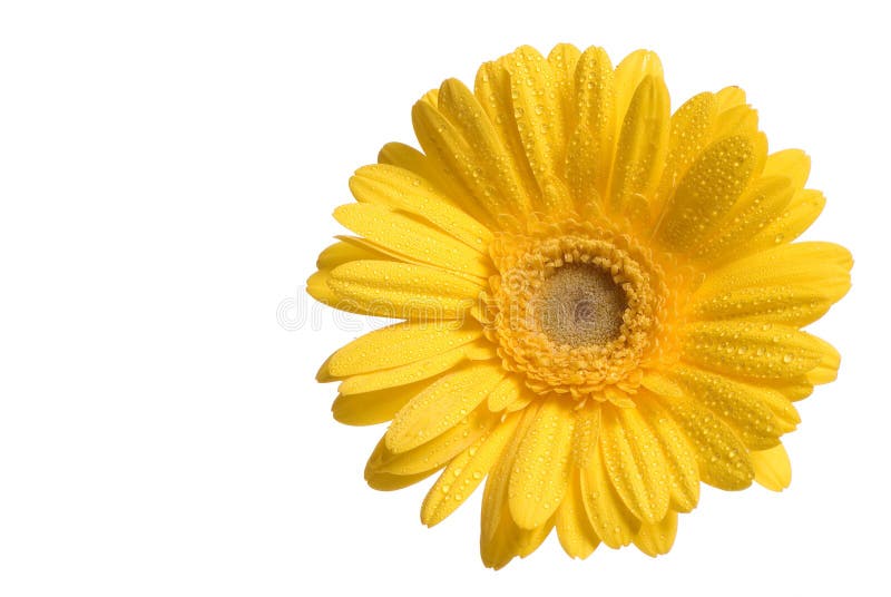 Fiore giallo fotografia stock Fiore giallo fotografia stock