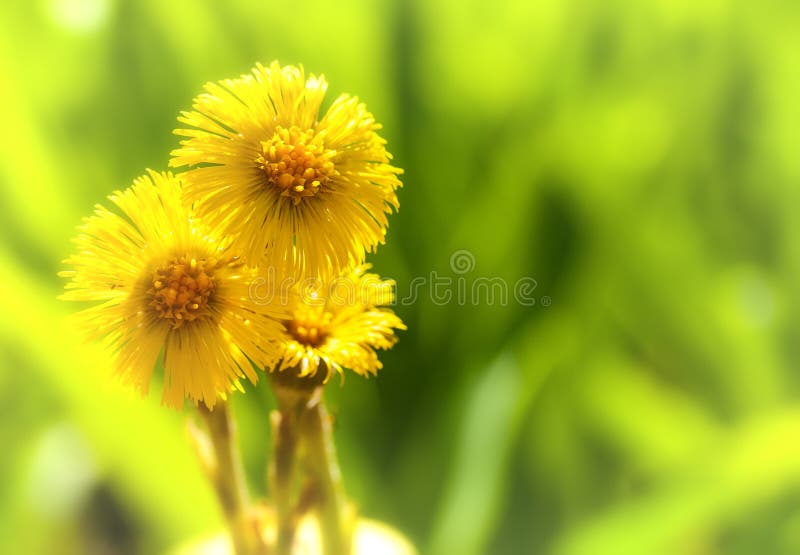 Fiore giallo del coltsfoot immagine stock libera da diritti