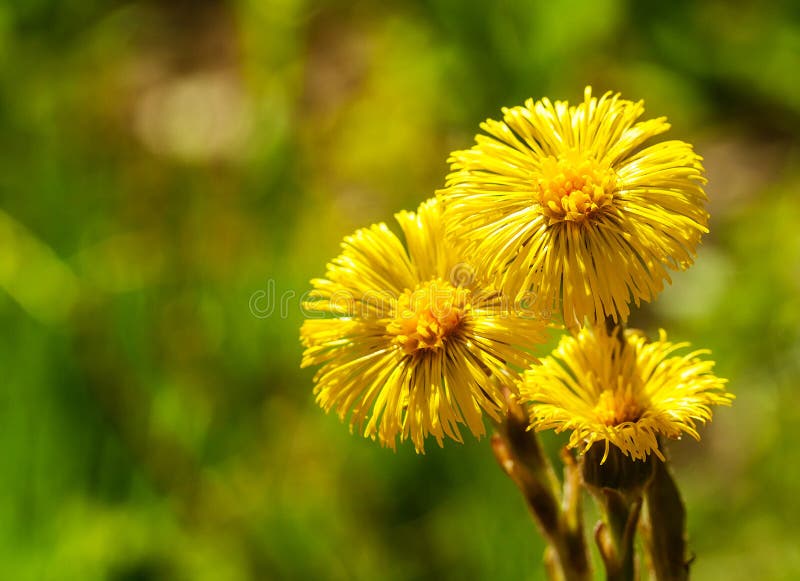 Fiore giallo del coltsfoot fotografie stock