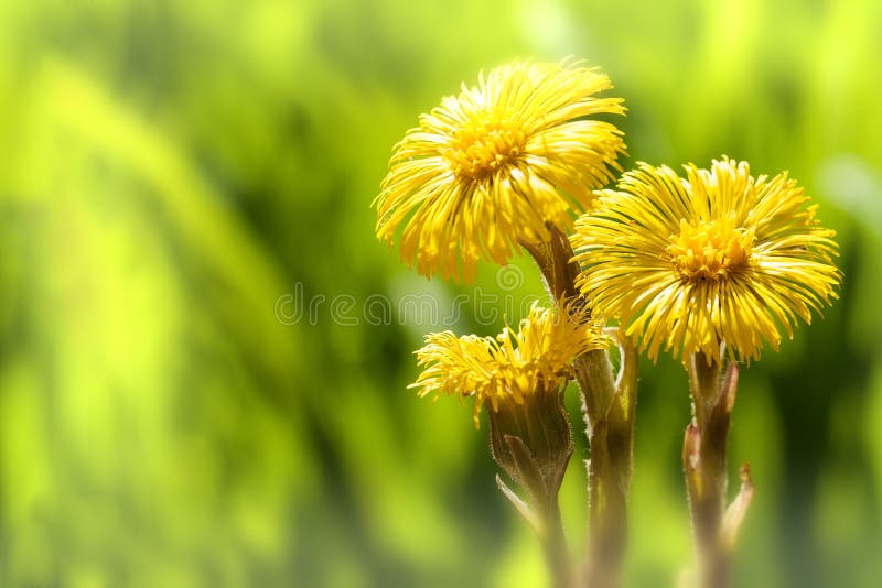 Fiore giallo del coltsfoot fotografie stock libere da diritti