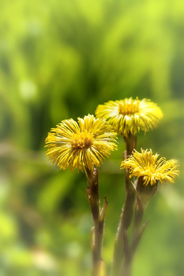 Fiore giallo del coltsfoot fotografie stock