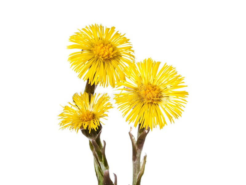 Fiore giallo del coltsfoot fotografie stock libere da diritti