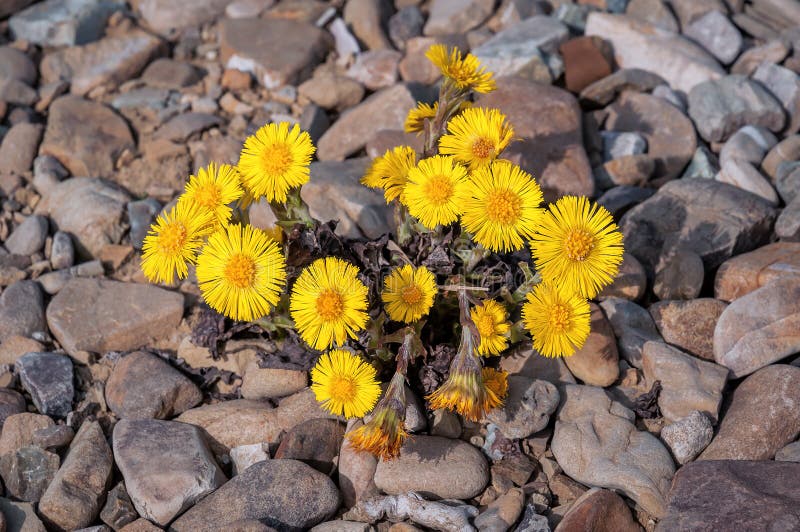 Fiore giallo del coltsfoot fotografia stock