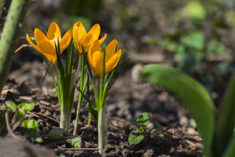 Fiore giallo del croco nel giardino fotografie stock Fiore giallo del croco nel giardino fotografie stock
