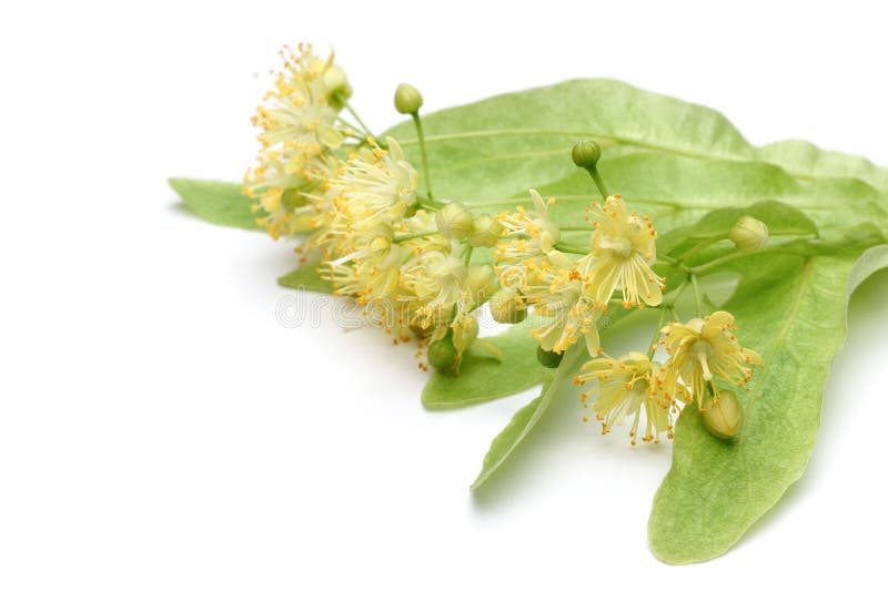 Fiore giallo del linden immagini stock libere da diritti Fiore giallo del linden immagini stock libere da diritti