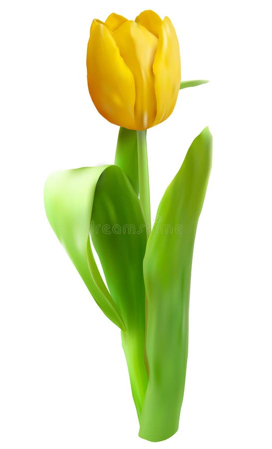 Fiore giallo del tulipano isolato su bianco royalty illustrazione gratis Fiore giallo del tulipano isolato su bianco royalty illustrazione gratis