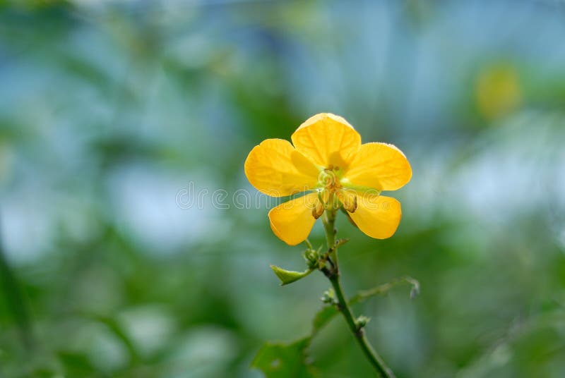 Fiore giallo della cassia