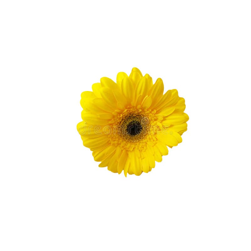 Fiore giallo della gerbera isolato su un fondo bianco immagini stock libere da diritti Fiore giallo della gerbera isolato su un fondo bianco immagini stock libere da diritti