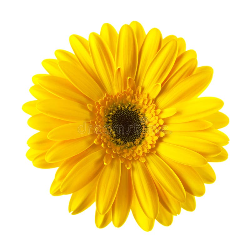 Fiore giallo della margherita isolato immagine stock Fiore giallo della margherita isolato immagine stock