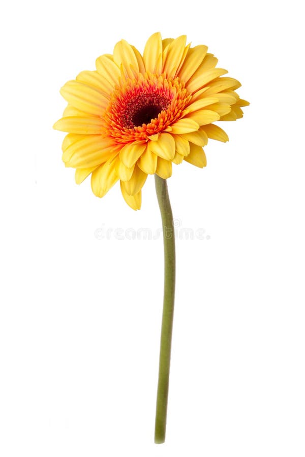 Fiore giallo della margherita isolato su bianco