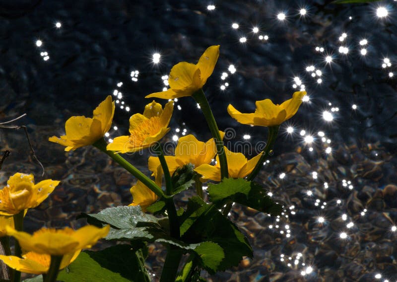 Fiore giallo della palude - Slovacchia fotografia stock Fiore giallo della palude - Slovacchia fotografia stock