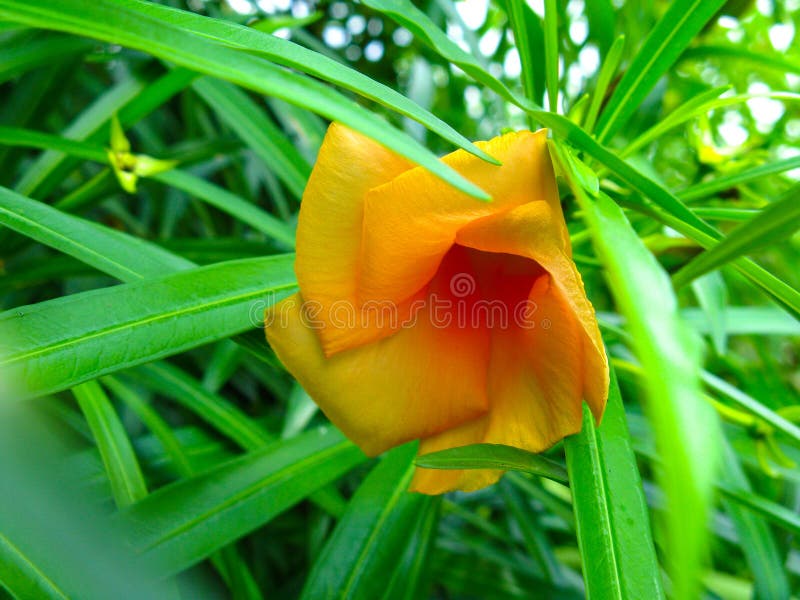 Fiore giallo ed arancione di Lippold di thevetia di Cascabela immagini stock Fiore giallo ed arancione di Lippold di thevetia di Cascabela immagini stock