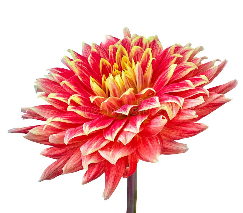 Fiore giallo rosso della dalia isolato su un fondo bianco Primo piano immagini stock libere da diritti Fiore giallo rosso della dalia isolato su un fondo bianco Primo piano immagini stock libere da diritti