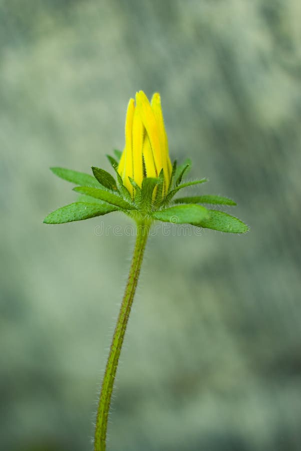 Fiore giallo su un fondo grigio con i petali chiusi fotografia stock Fiore giallo su un fondo grigio con i petali chiusi fotografia stock