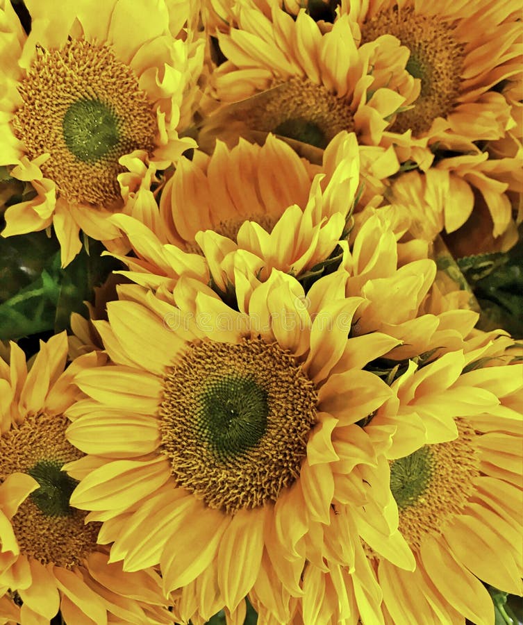 Fiore, girasole, petali gialli luminosi con i dettagli taglienti immagini stock libere da diritti Fiore, girasole, petali gialli luminosi con i dettagli taglienti immagini stock libere da diritti
