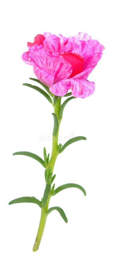 Fiore grandiflora di Portulaca immagine stock libera da diritti Fiore grandiflora di Portulaca immagine stock libera da diritti