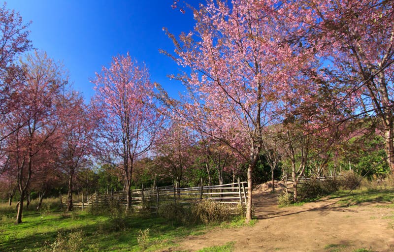 Fiore himalayano selvaggio della ciliegia (sakura della Tailandia o cerasoides del Prunus) alla montagna di Phu Lom Lo, Loei, Tai immagini stock libere da diritti Fiore himalayano selvaggio della ciliegia (sakura della Tailandia o cerasoides del Prunus) alla montagna di Phu Lom Lo, Loei, Tai immagini stock libere da diritti