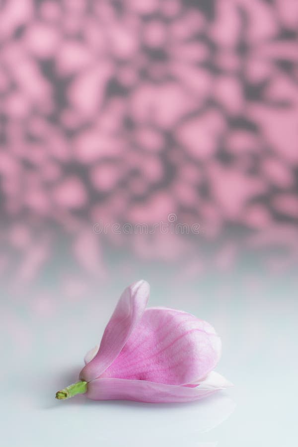 Fiore isolato della magnolia della priorità alta su un bordo bianco fotografia stock Fiore isolato della magnolia della priorità alta su un bordo bianco fotografia stock
