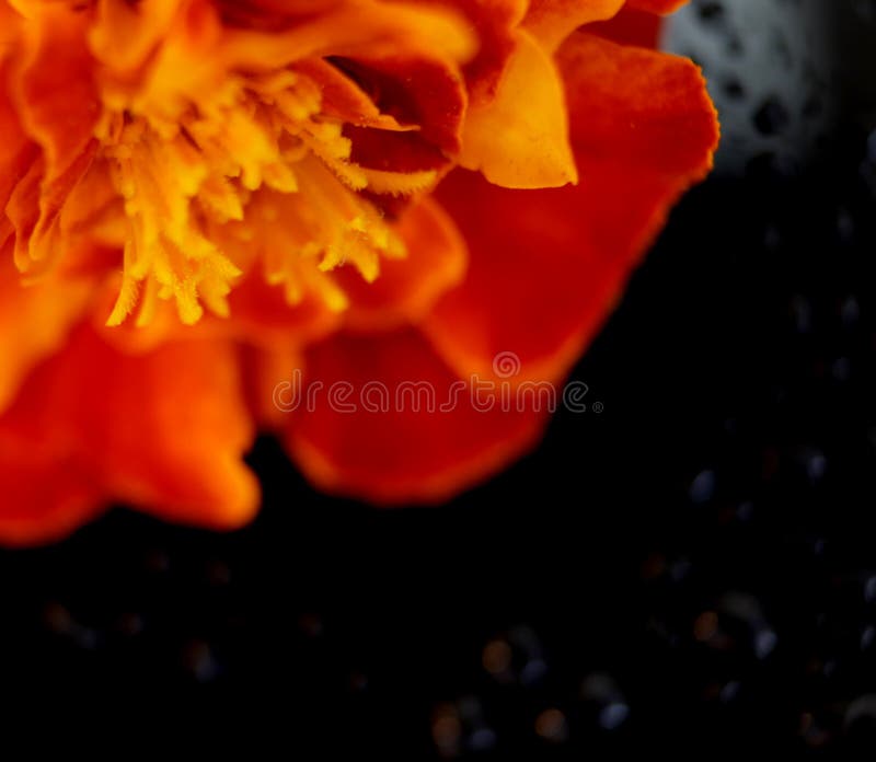 Fiore luminoso autunnale calendula arancione su sfondo nero. macroastrazione. gocce dacqua su uno sfondo scuro.