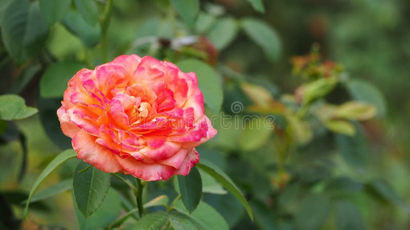 Fiore naturale, porpora, rosa, foglie verdi fotografia stock libera da diritti Fiore naturale, porpora, rosa, foglie verdi fotografia stock libera da diritti