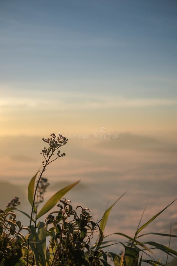 Fiore nell'alba di mattina con il verticale di Mountain View del backgorund della sfuocatura immagine stock Fiore nell'alba di mattina con il verticale di Mountain View del backgorund della sfuocatura immagine stock