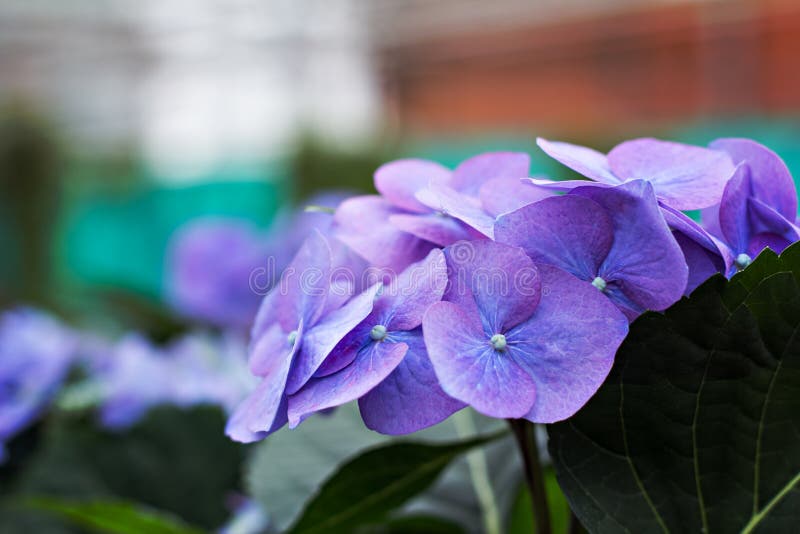 Fiore porpora dell'ortensia (macrophylla dell'ortensia) in un giardino fotografie stock
