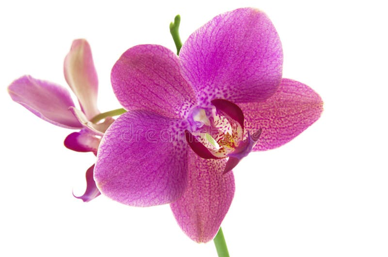 Fiore porpora tropicale dell'orchidea isolato su fondo bianco fotografia stock libera da diritti Fiore porpora tropicale dell'orchidea isolato su fondo bianco fotografia stock libera da diritti