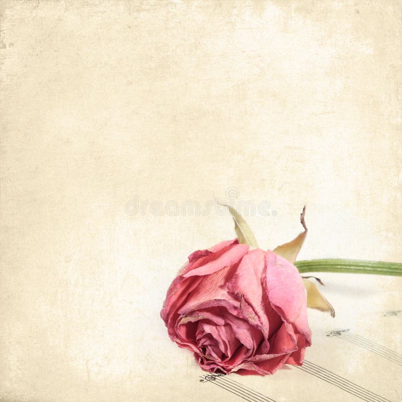 Fiore rosa appassito sulla carta di musica. Fondo floreale d'annata immagini stock libere da diritti Fiore rosa appassito sulla carta di musica. Fondo floreale d'annata immagini stock libere da diritti