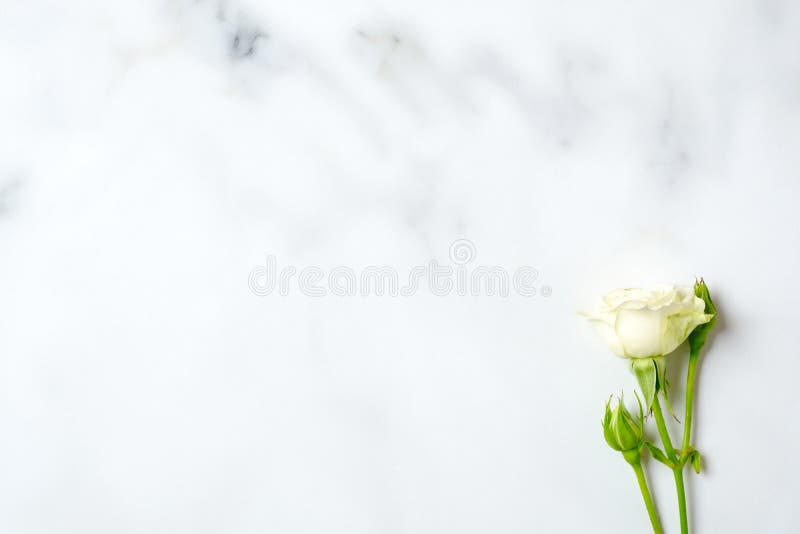 Fiore rosa bianco su fondo di marmo Vista superiore, composizione posta piana, al di sopra Scrittorio tenero delle donne immagini stock Fiore rosa bianco su fondo di marmo Vista superiore, composizione posta piana, al di sopra Scrittorio tenero delle donne immagini stock