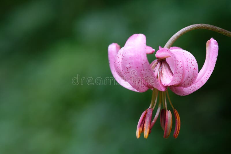 Fiore rosa del martagon del Lilium del giglio del turbante fotografie stock libere da diritti Fiore rosa del martagon del Lilium del giglio del turbante fotografie stock libere da diritti