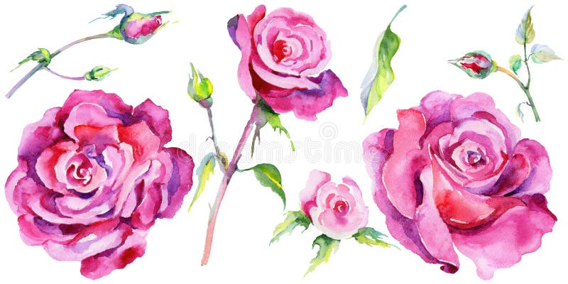 Fiore rosa del Wildflower in uno stile dell'acquerello isolato illustrazione di stock Fiore rosa del Wildflower in uno stile dell'acquerello isolato illustrazione di stock