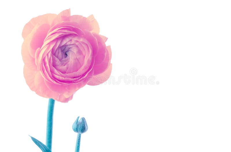 Fiore rosa dell'anemone isolato fotografia stock libera da diritti Fiore rosa dell'anemone isolato fotografia stock libera da diritti
