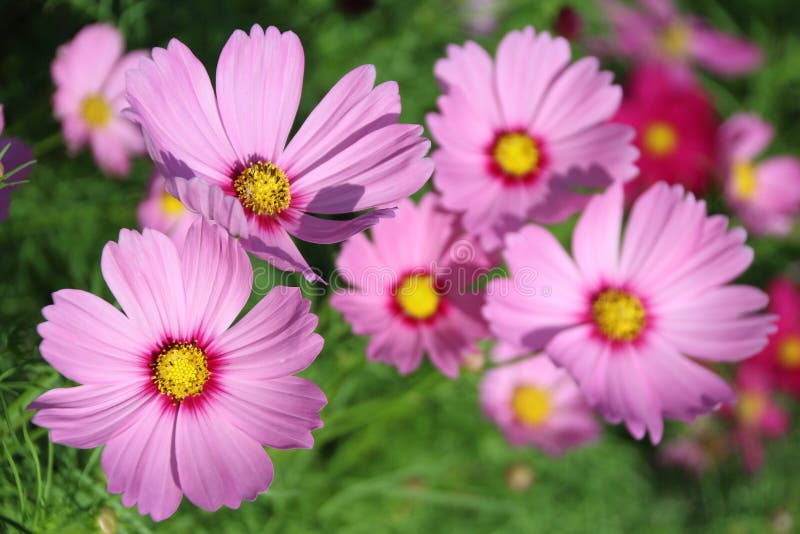 Fiore rosa dell'universo fotografia stock libera da diritti Fiore rosa dell'universo fotografia stock libera da diritti