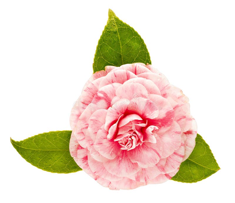 Fiore rosa della camelia isolato su fondo bianco fotografie stock libere da diritti Fiore rosa della camelia isolato su fondo bianco fotografie stock libere da diritti