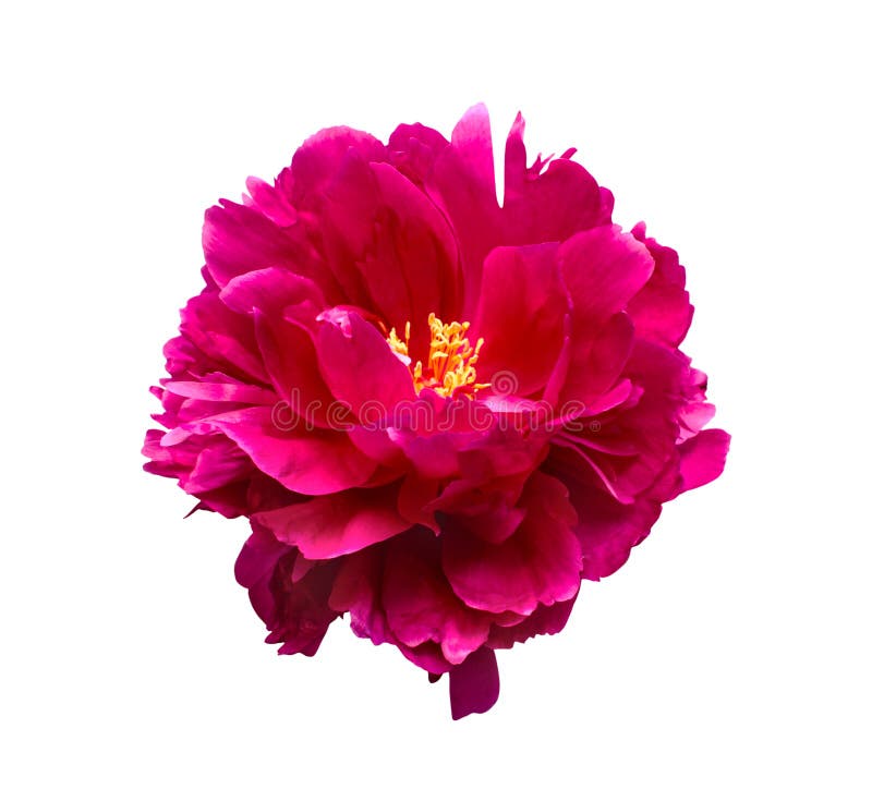 Fiore rosa della peonia isolato su fondo bianco