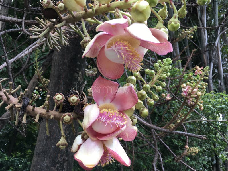 Fiore rosa tropicale dell'albero della palla di cannone fotografie stock libere da diritti Fiore rosa tropicale dell'albero della palla di cannone fotografie stock libere da diritti